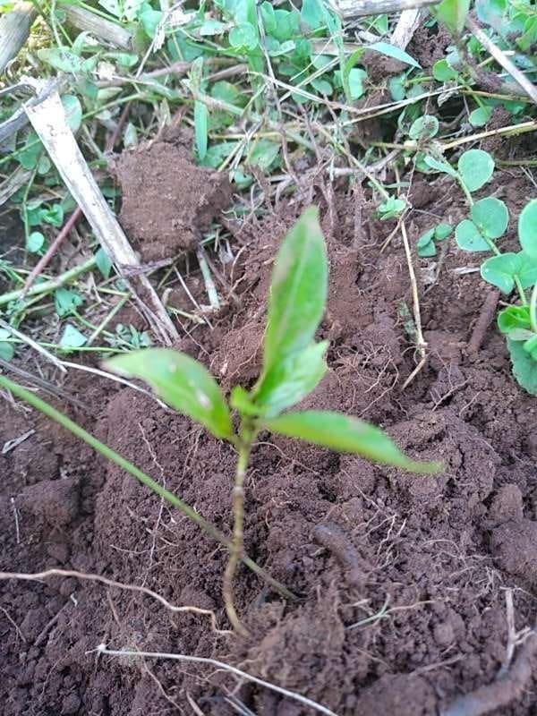 tree image