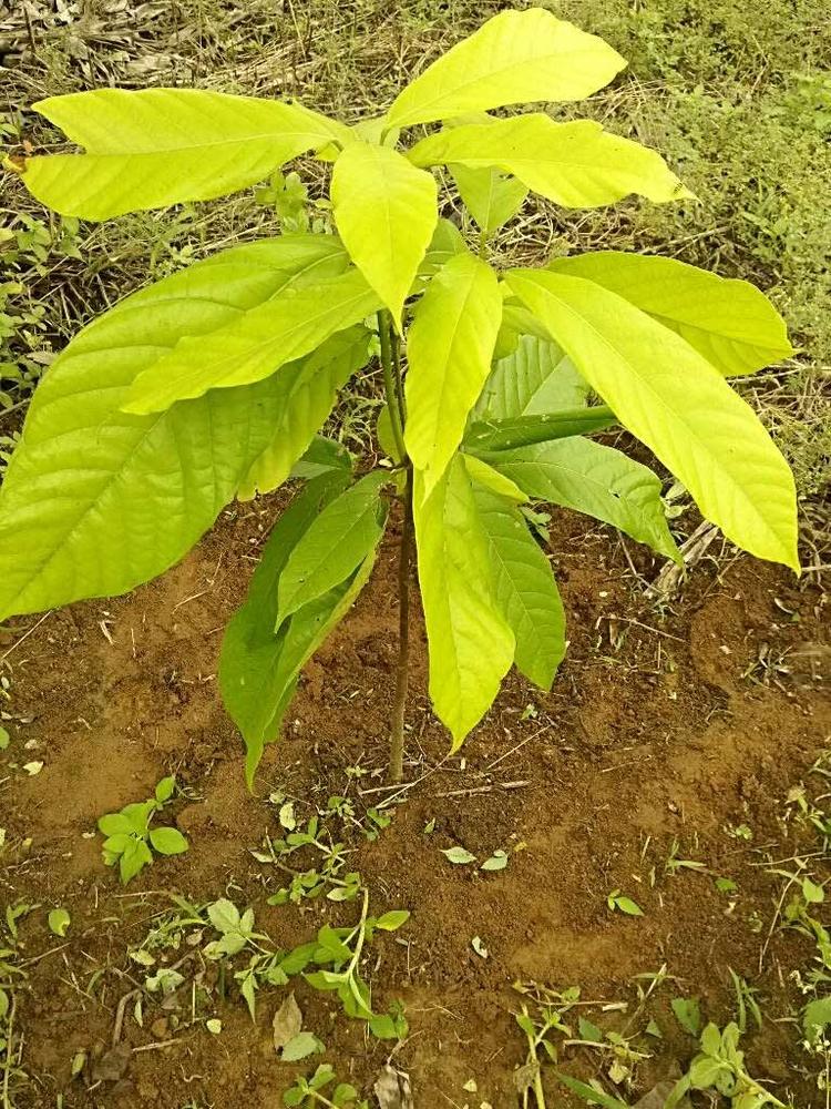 tree image