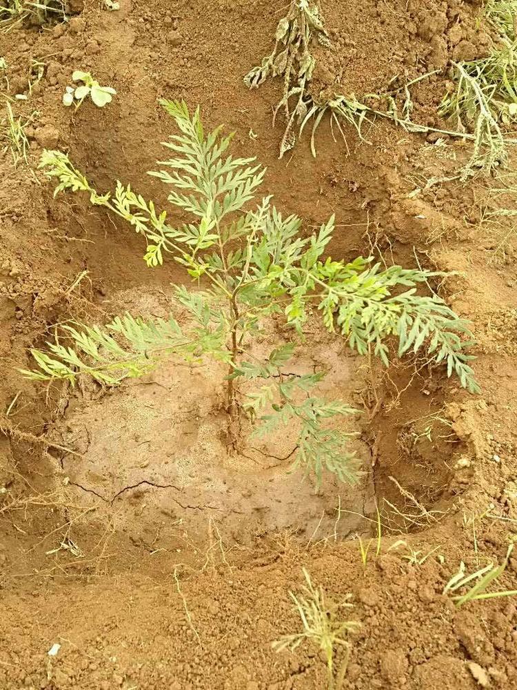 tree image