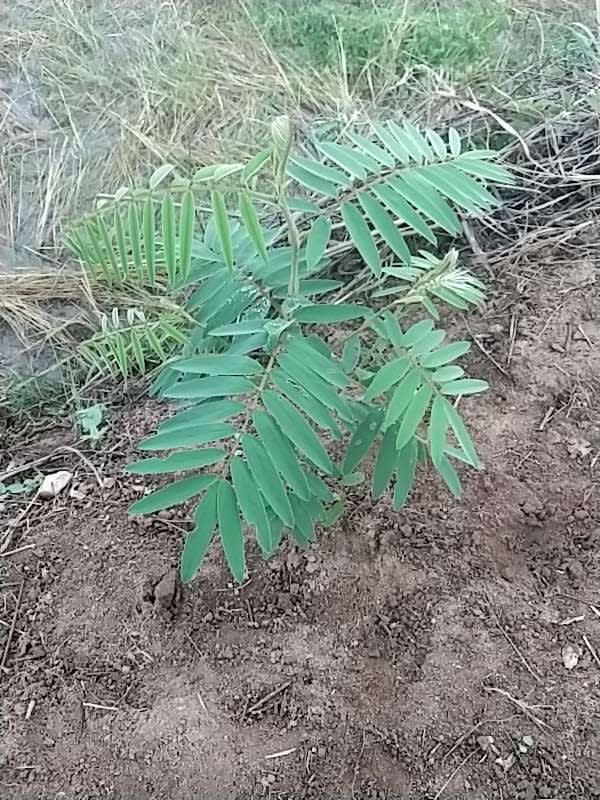 tree image