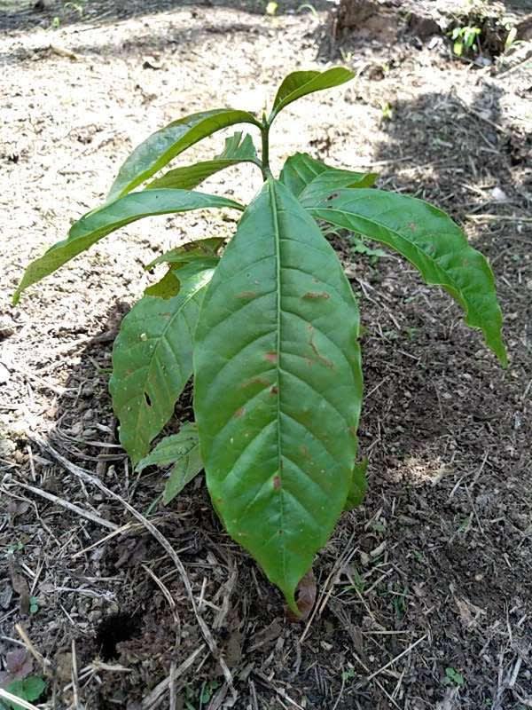 tree image