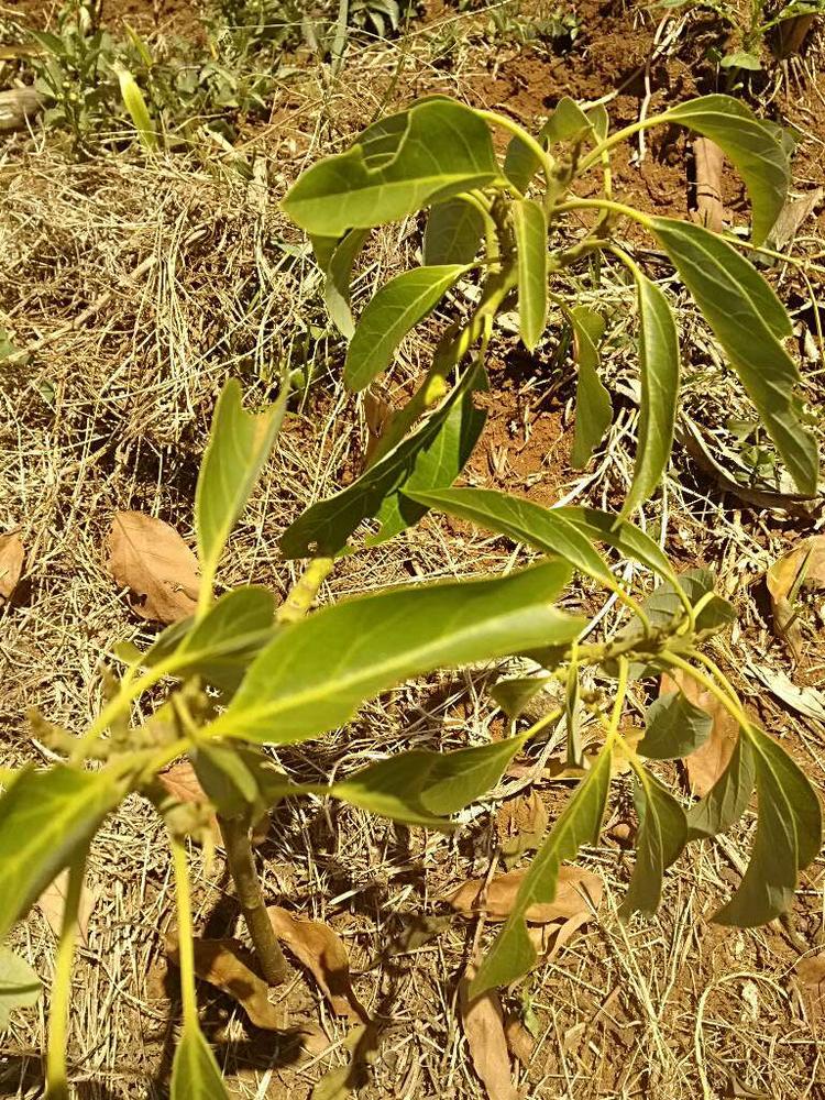 tree image