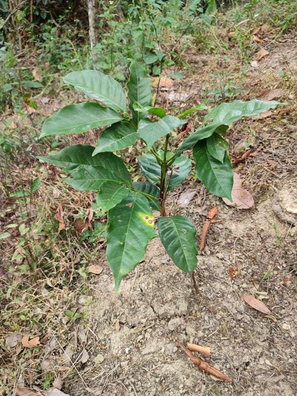 tree image