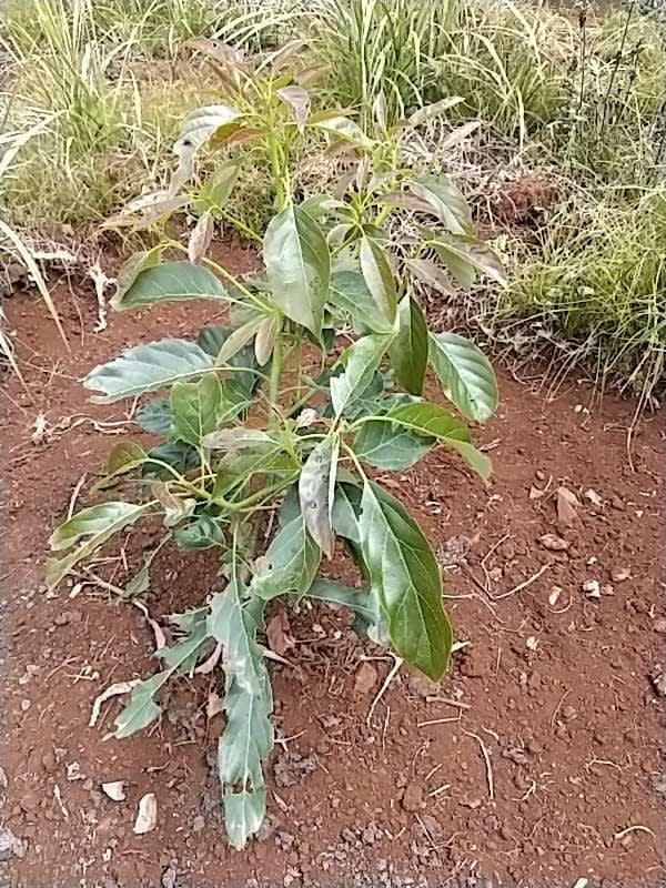 tree image