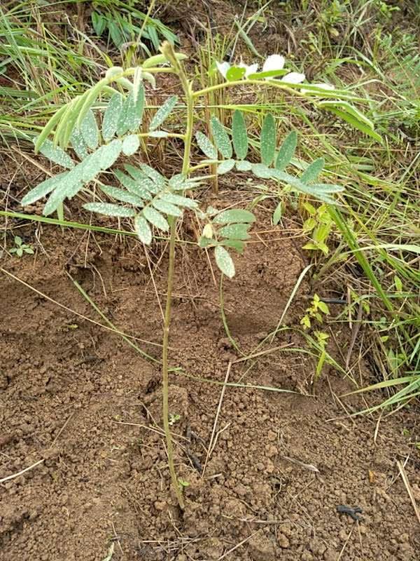 tree image