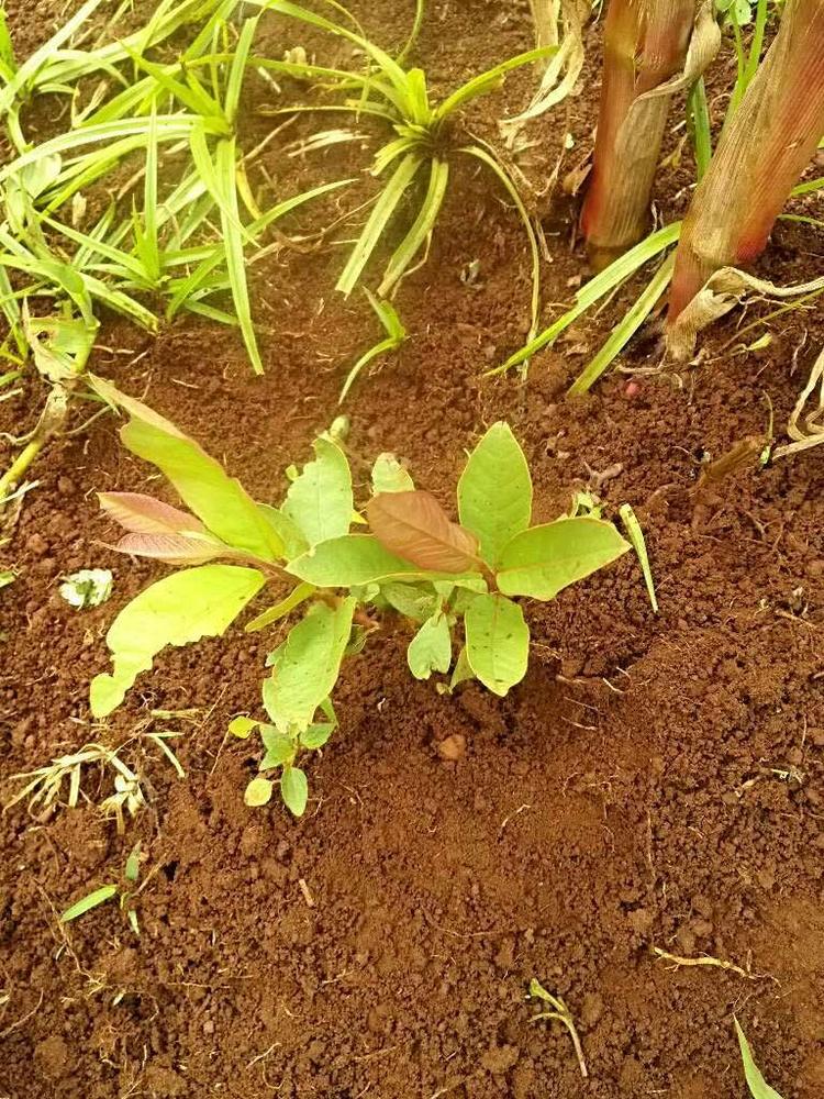 tree image