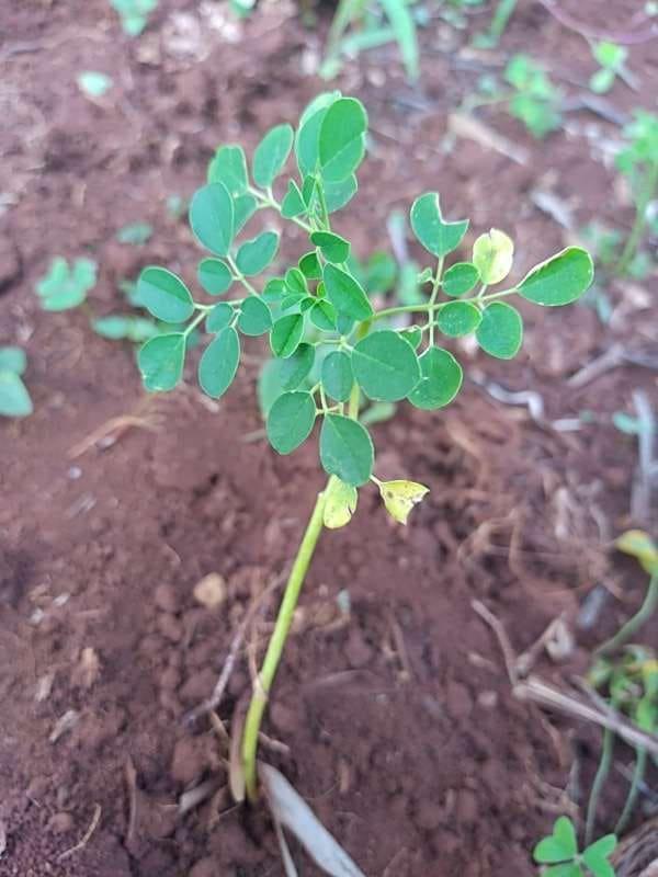 tree image