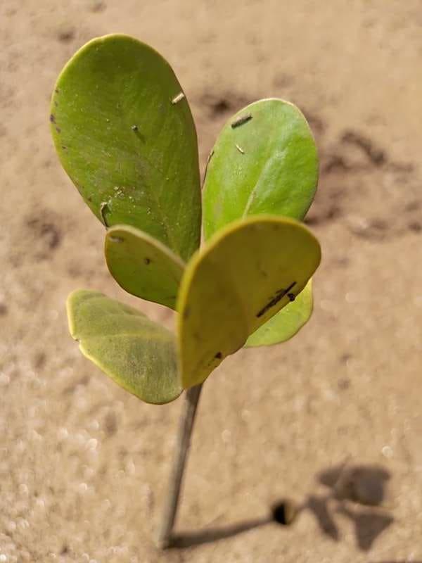 tree image