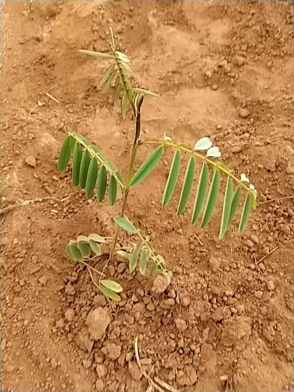 tree image