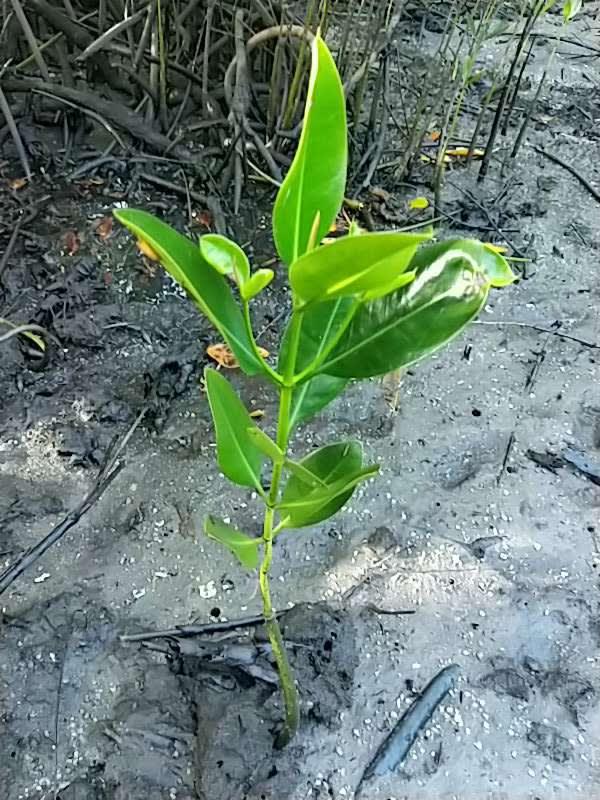 tree image