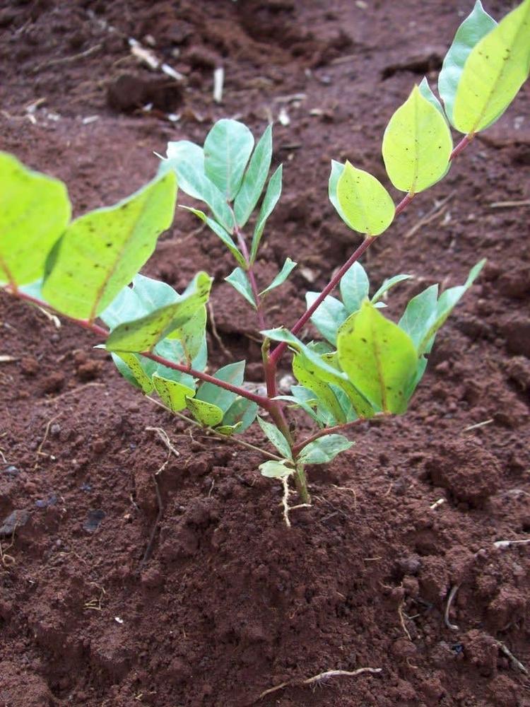 tree image