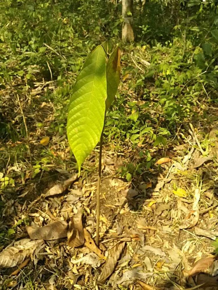 tree image