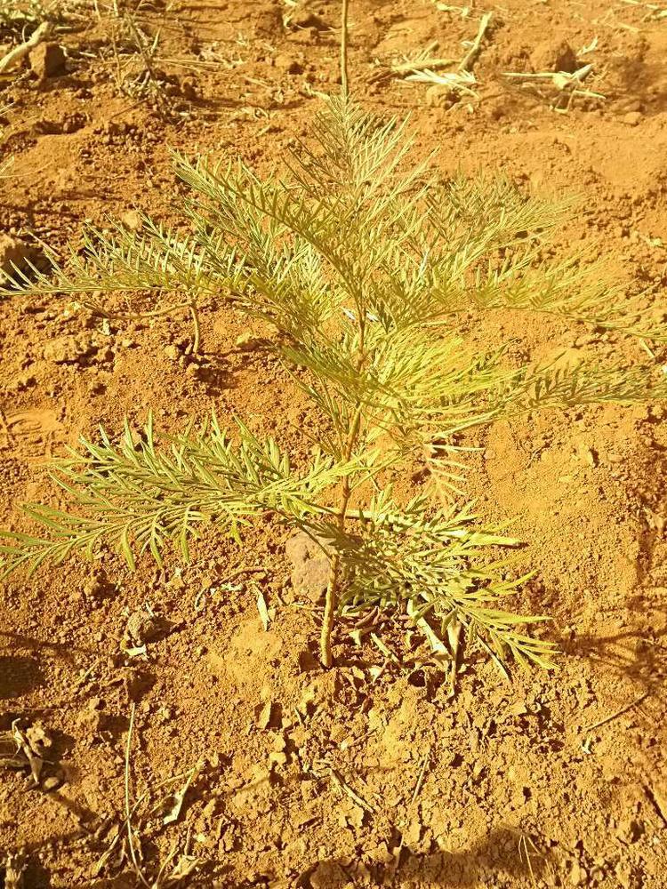 tree image
