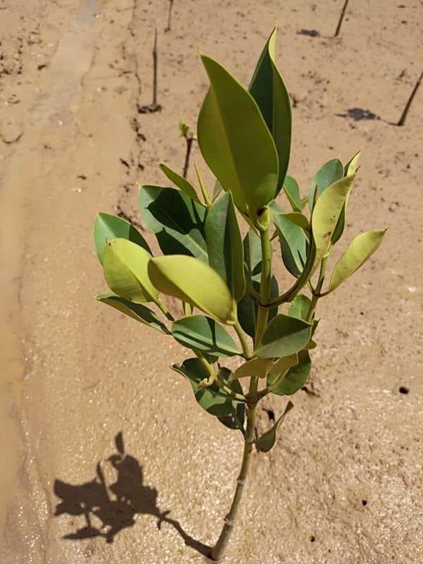 tree image