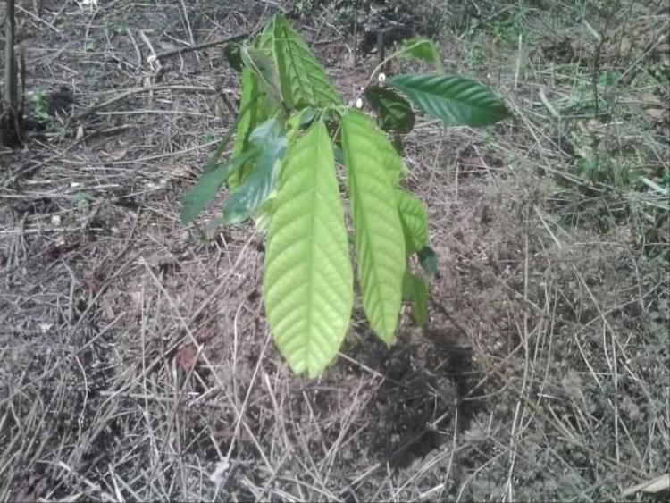 tree image