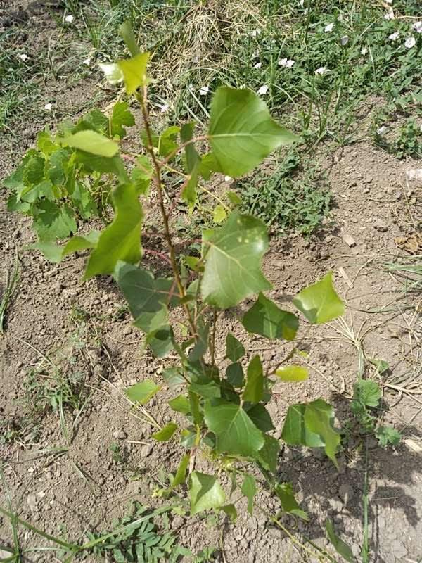 tree image