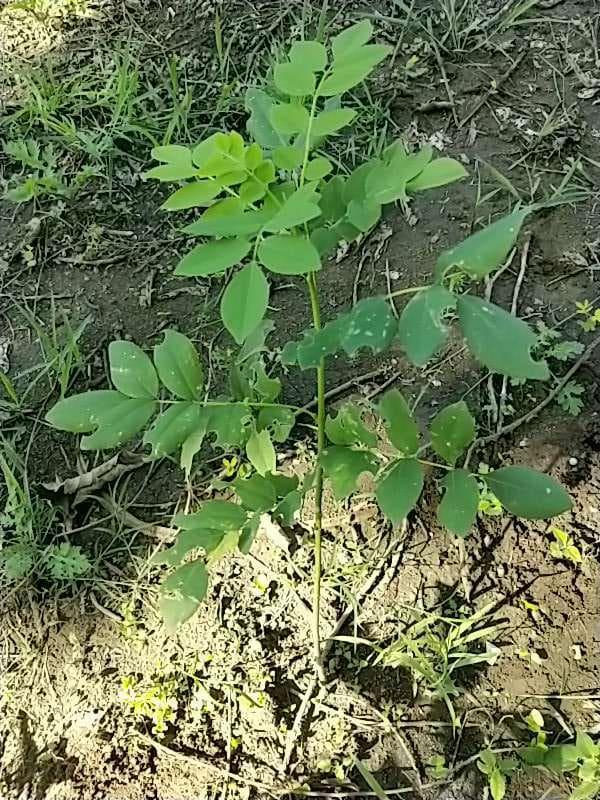 tree image