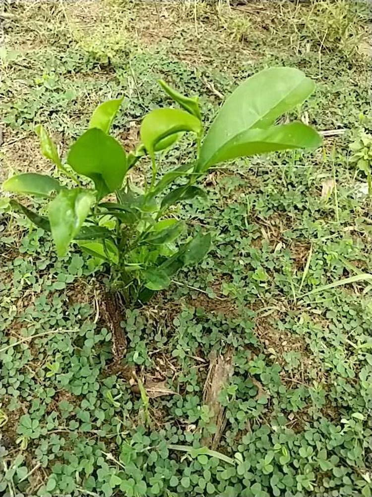 tree image