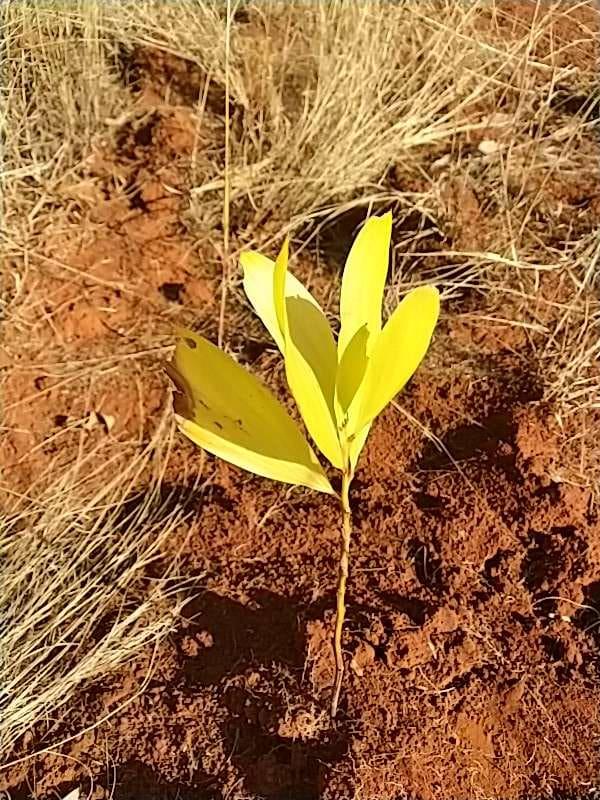 tree image