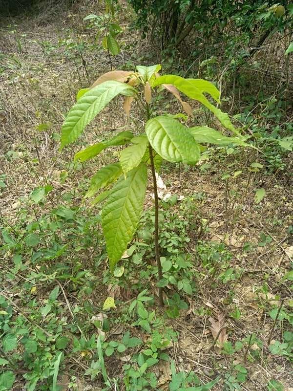 tree image