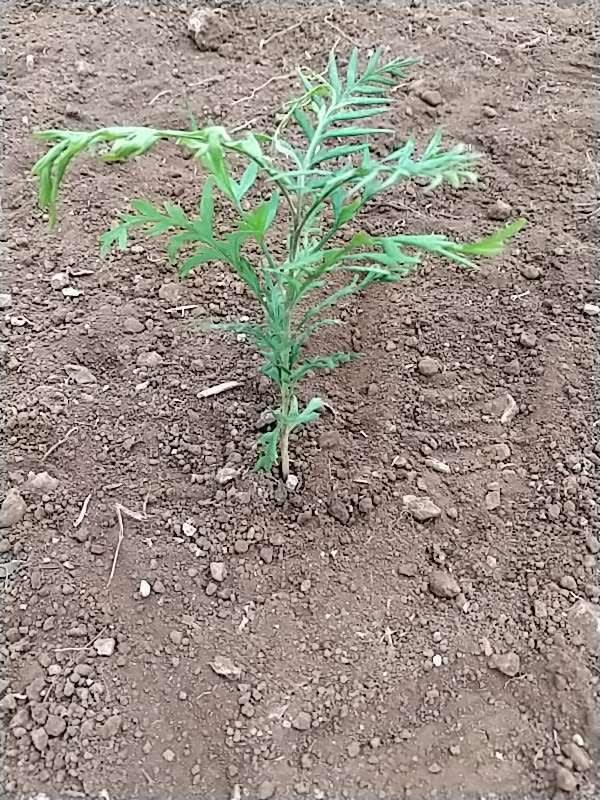 tree image