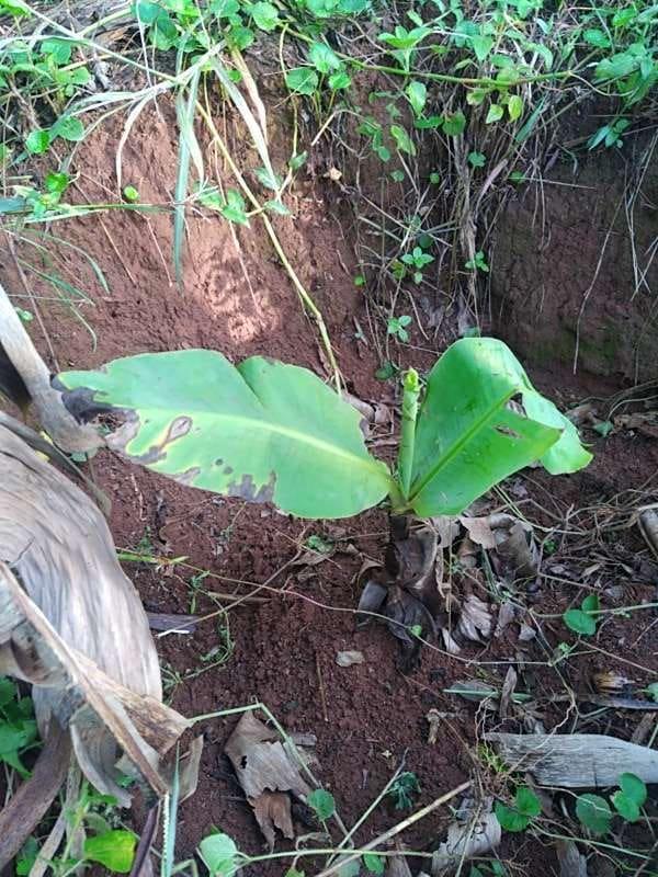 tree image