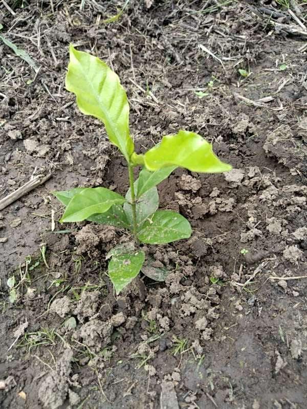 tree image