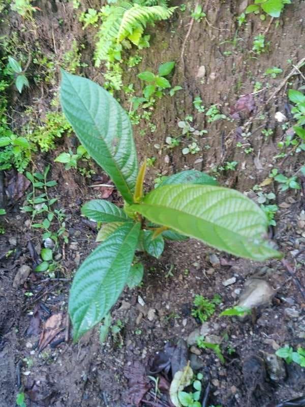 tree image