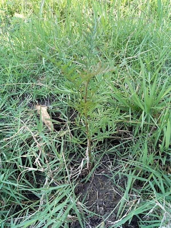 tree image