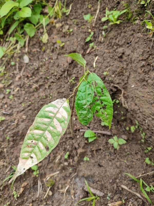 tree image