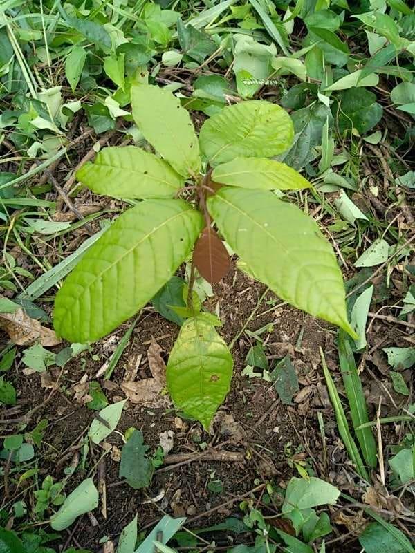 tree image
