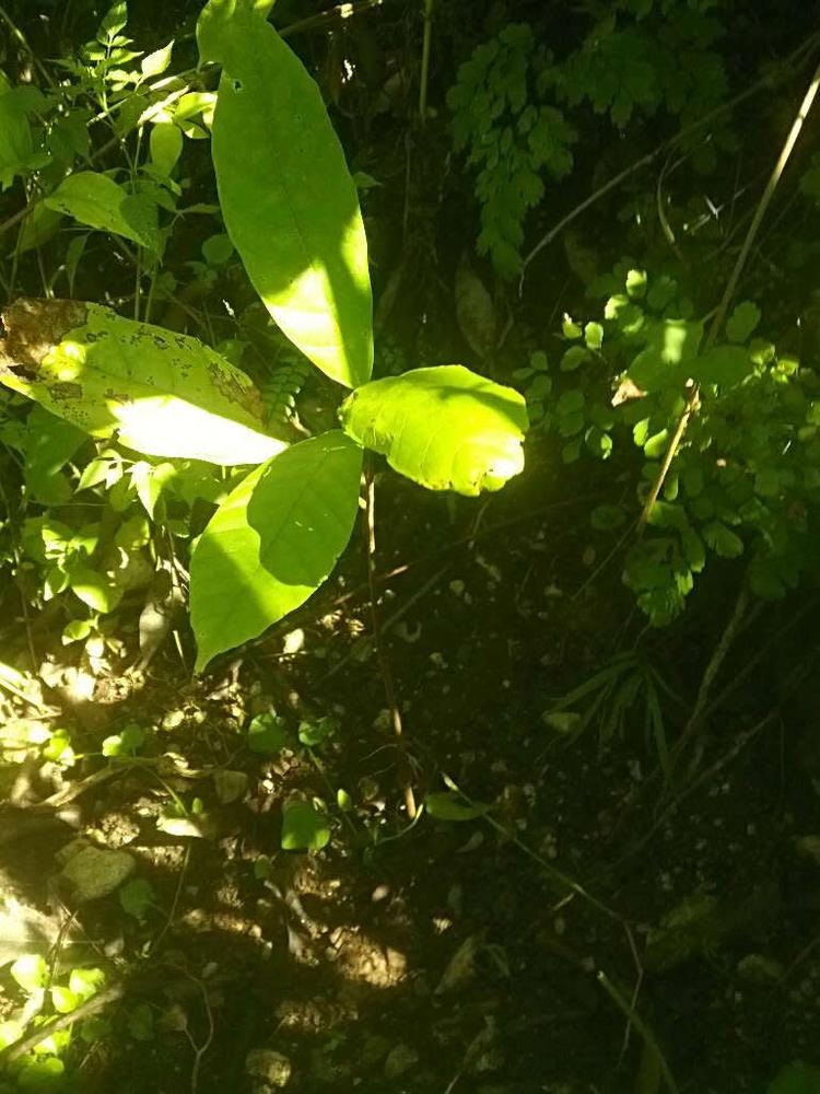 tree image