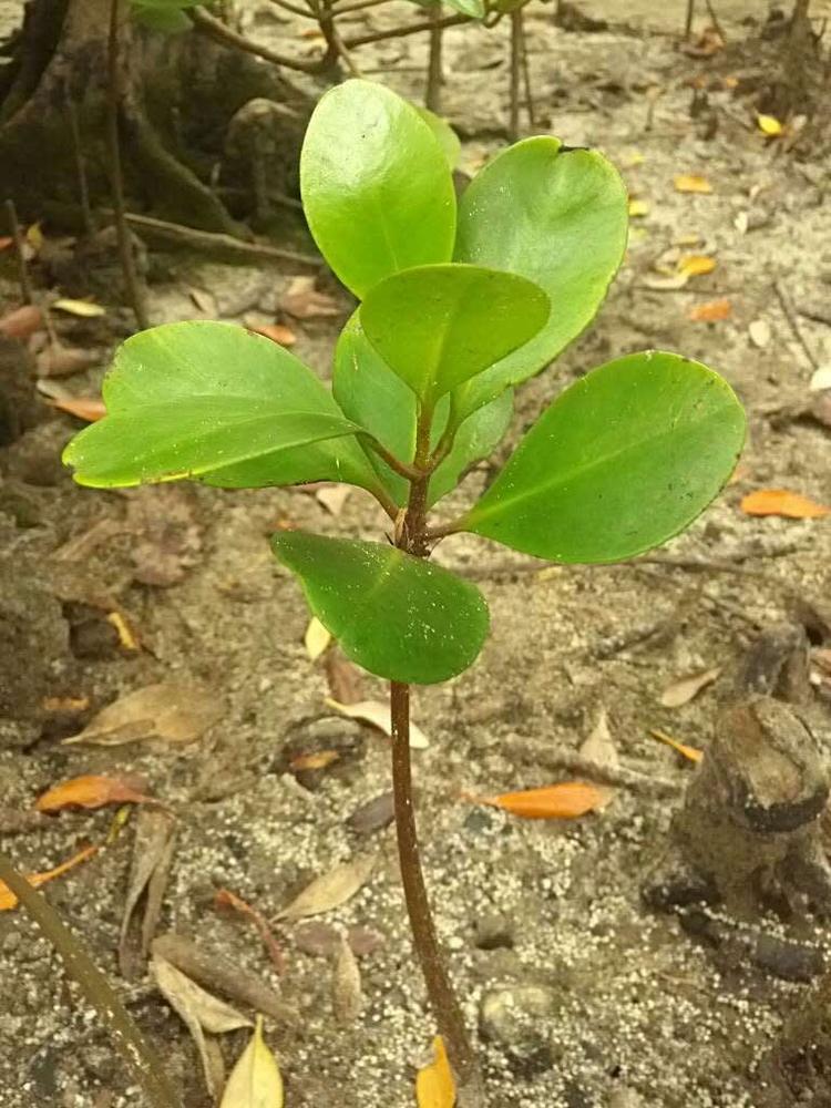 tree image