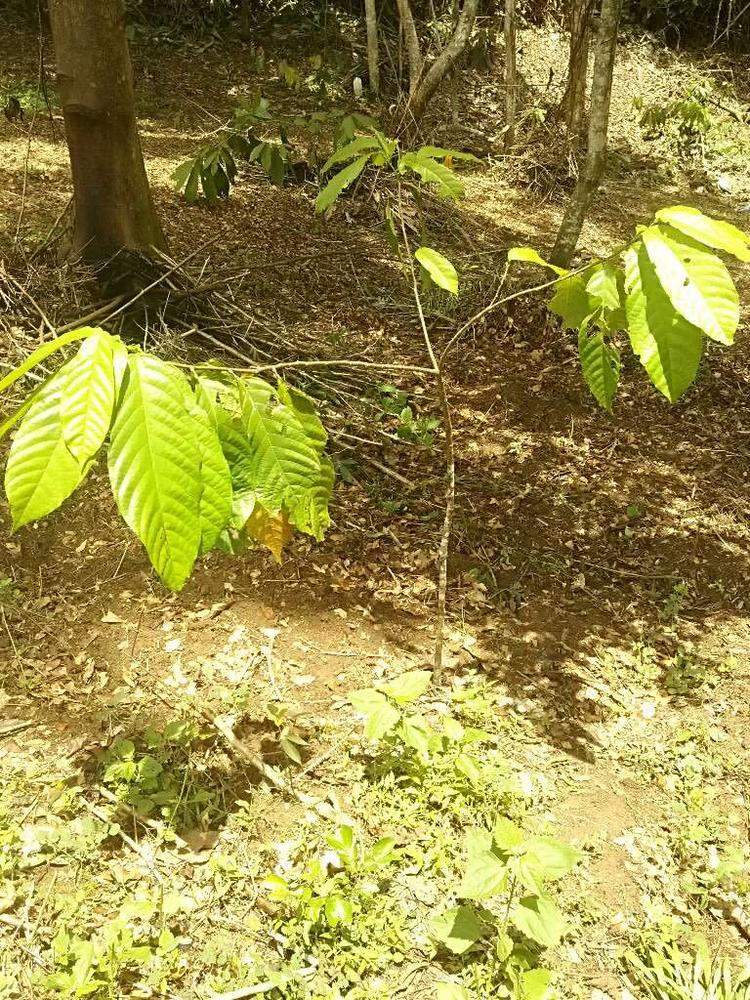 tree image