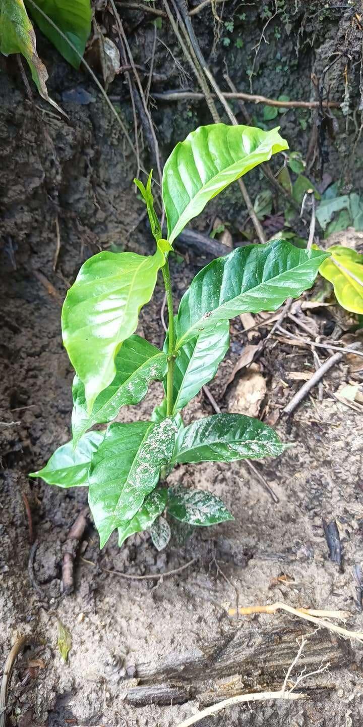 tree image