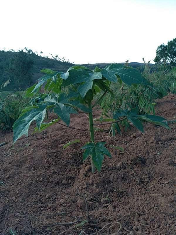 tree image