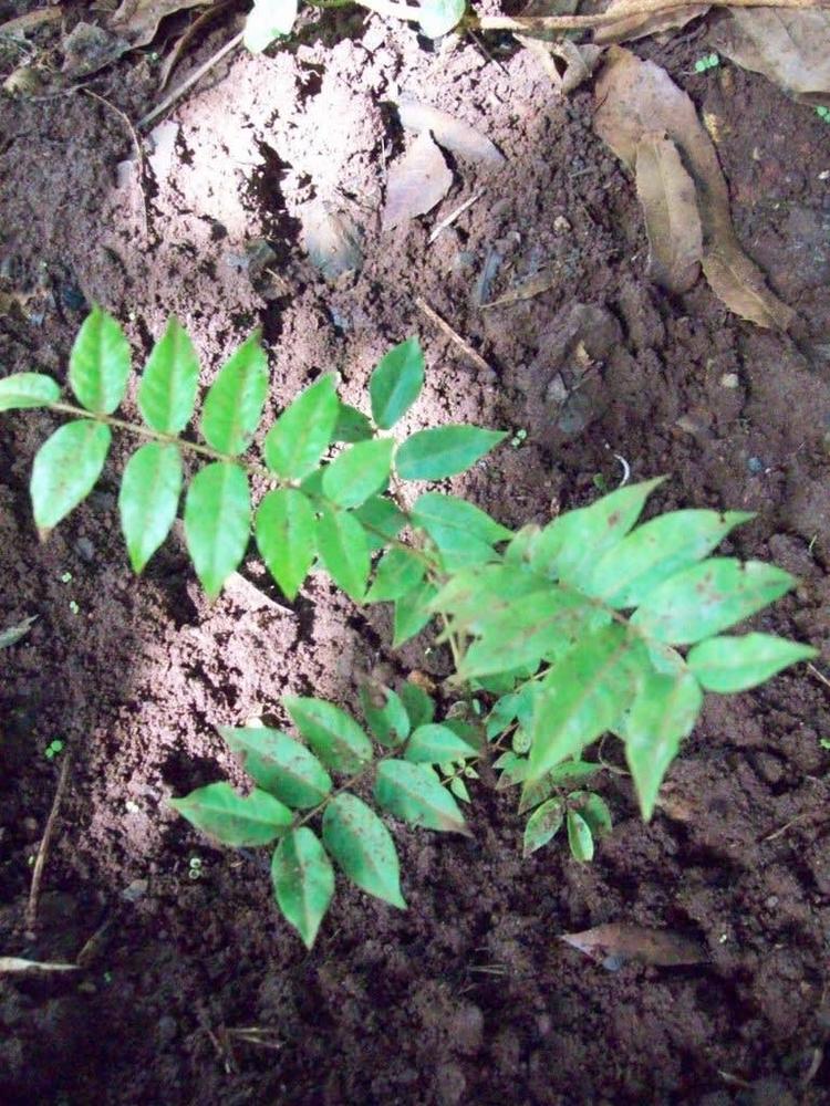 tree image
