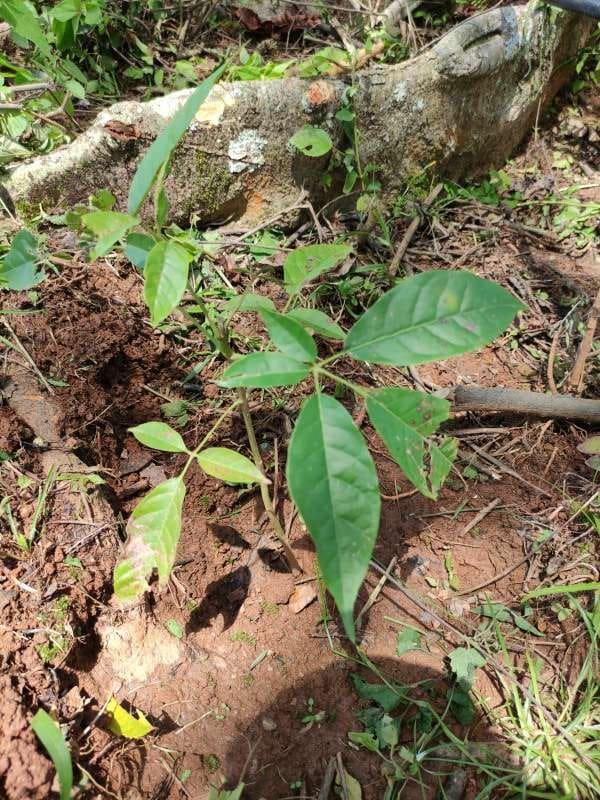 tree image