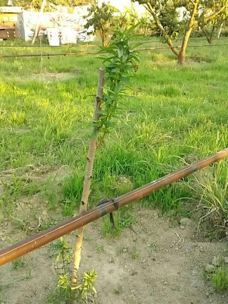 tree image