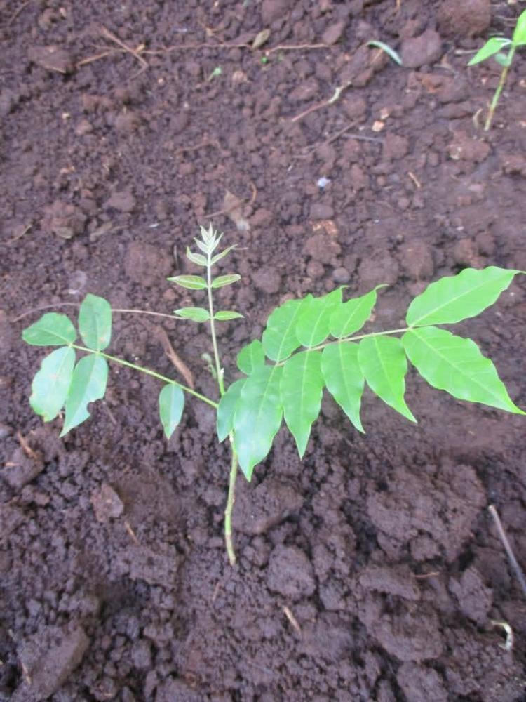 tree image