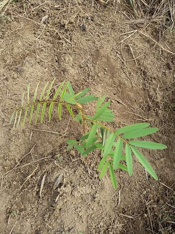 tree image