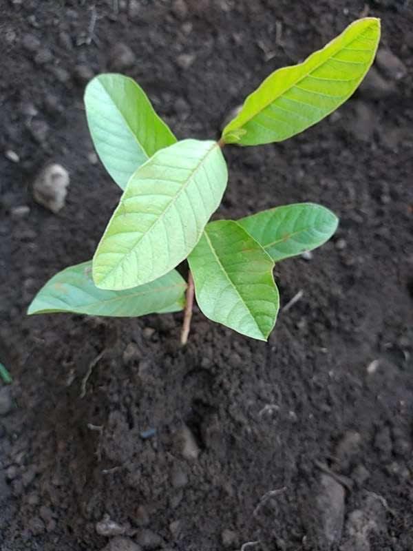 tree image