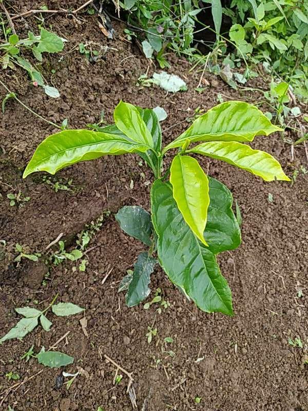 tree image