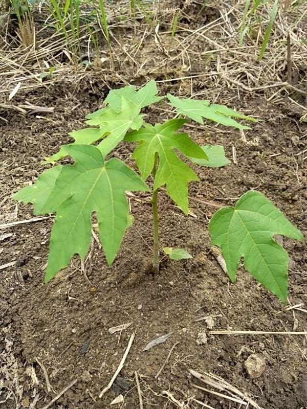 tree image