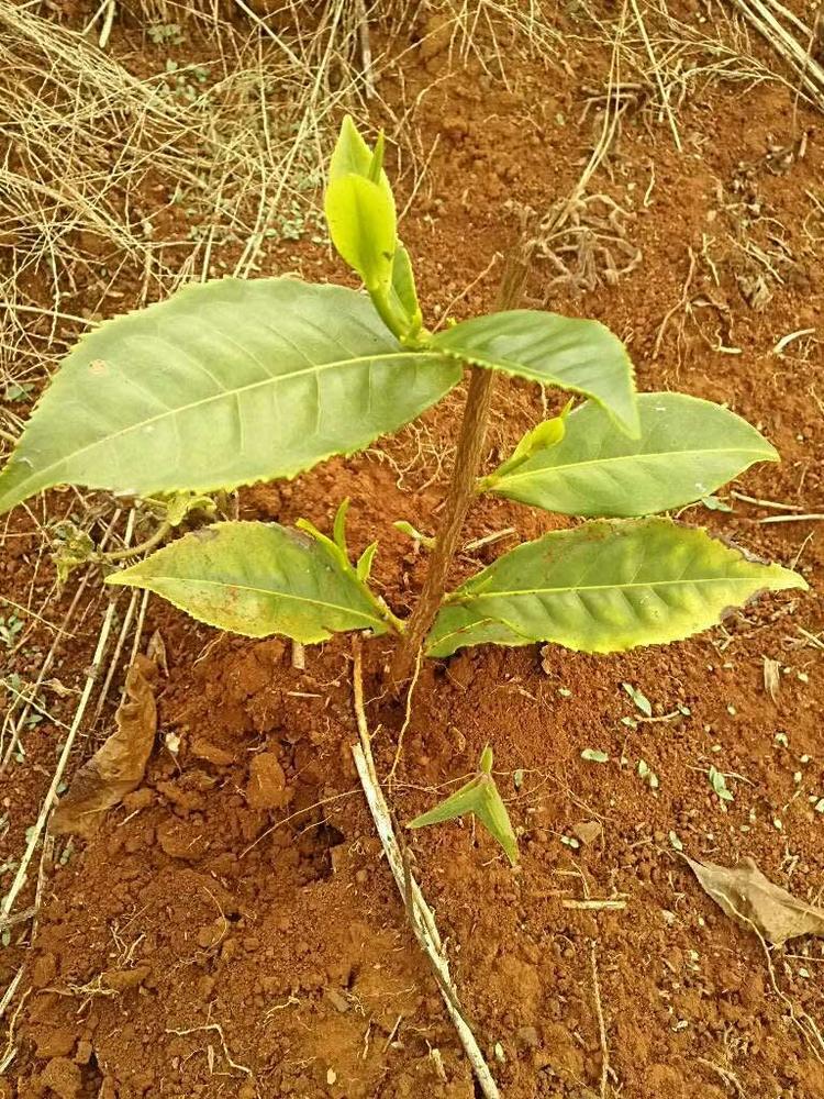 tree image