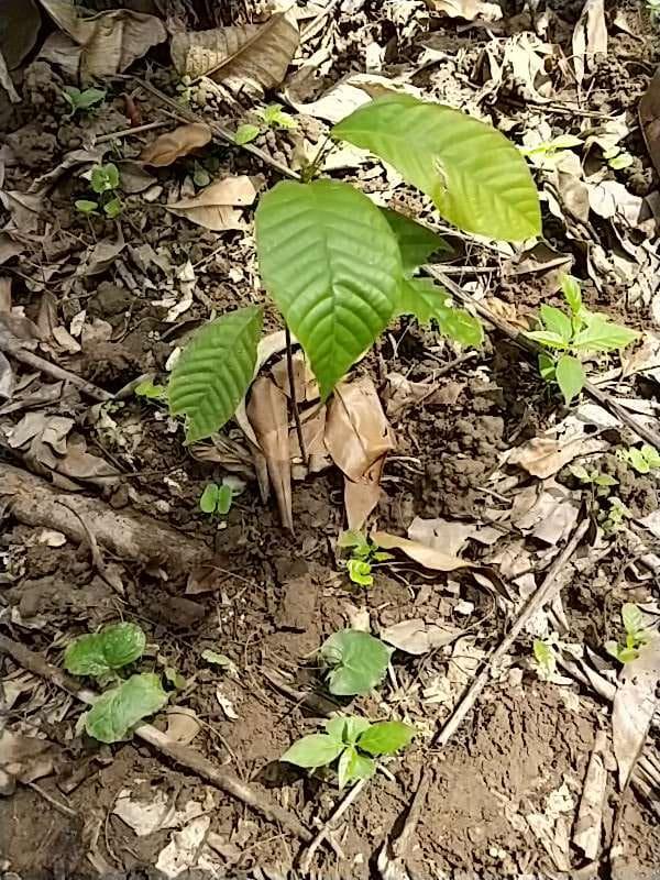 tree image