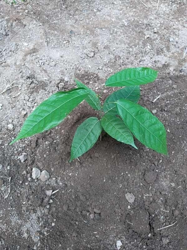 tree image