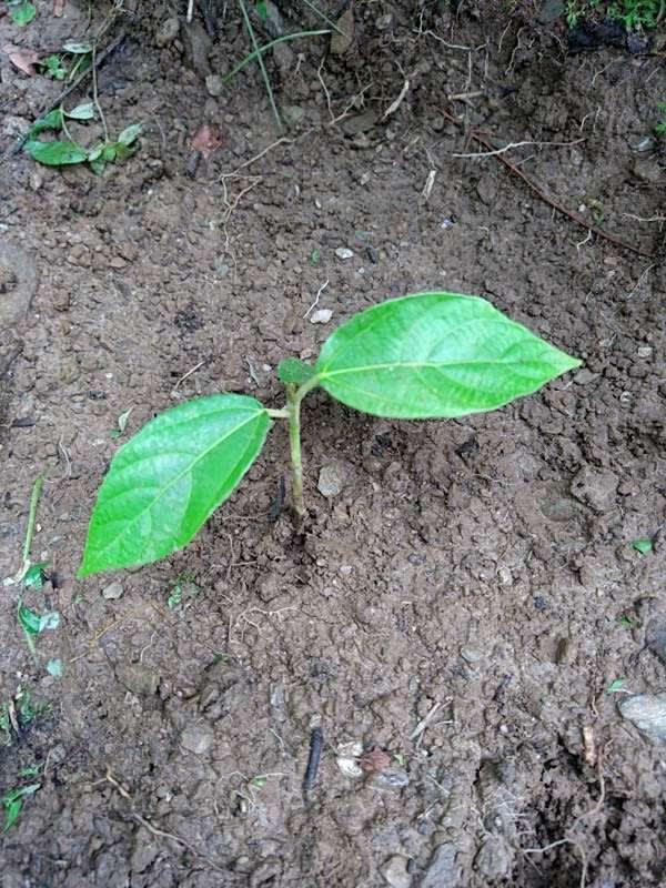 tree image