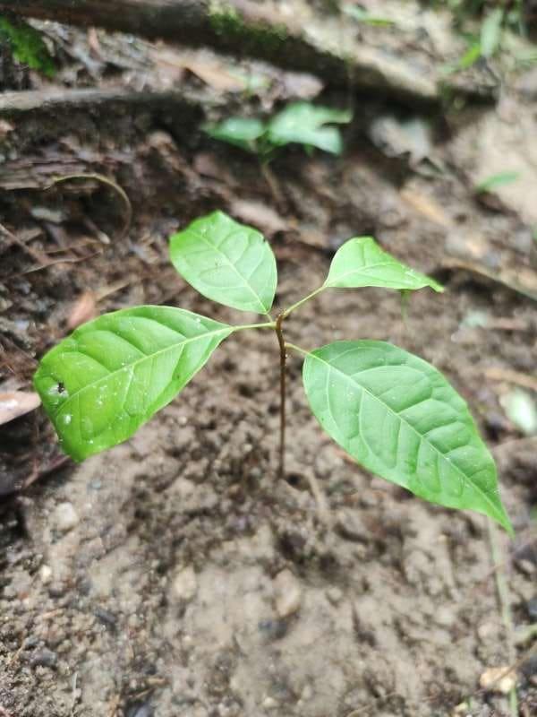tree image