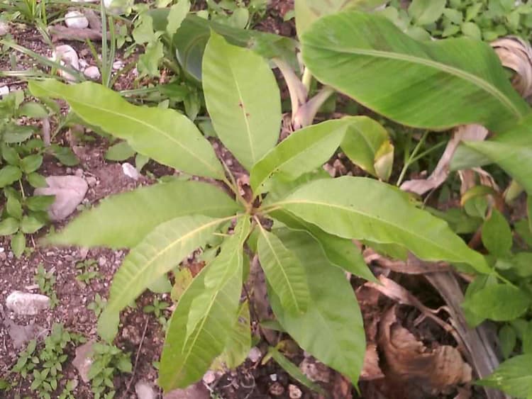 tree image